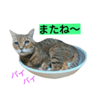 我が家のニャンとワン（個別スタンプ：7）