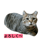 我が家のニャンとワン（個別スタンプ：8）
