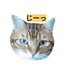 我が家のニャンとワン（個別スタンプ：11）