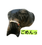 我が家のニャンとワン（個別スタンプ：12）