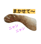 我が家のニャンとワン（個別スタンプ：13）