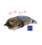 我が家のニャンとワン（個別スタンプ：14）