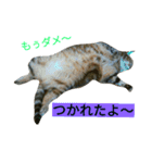 我が家のニャンとワン（個別スタンプ：15）