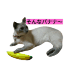 我が家のニャンとワン（個別スタンプ：16）