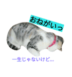 我が家のニャンとワン（個別スタンプ：19）