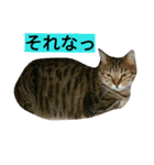 我が家のニャンとワン（個別スタンプ：21）