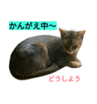 我が家のニャンとワン（個別スタンプ：22）