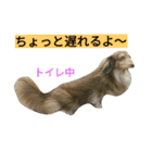 我が家のニャンとワン（個別スタンプ：23）