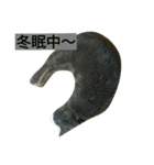 我が家のニャンとワン（個別スタンプ：25）