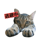 我が家のニャンとワン（個別スタンプ：27）