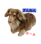 我が家のニャンとワン（個別スタンプ：28）
