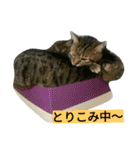我が家のニャンとワン（個別スタンプ：29）
