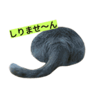 我が家のニャンとワン（個別スタンプ：30）