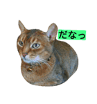我が家のニャンとワン（個別スタンプ：34）
