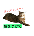 我が家のニャンとワン（個別スタンプ：35）