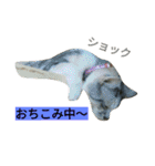 我が家のニャンとワン（個別スタンプ：36）