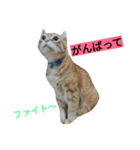 我が家のニャンとワン（個別スタンプ：37）