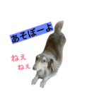 我が家のニャンとワン（個別スタンプ：38）