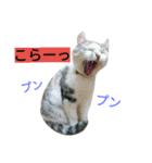 我が家のニャンとワン（個別スタンプ：39）