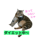 我が家のニャンとワン（個別スタンプ：40）