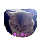 にゃんこはん（個別スタンプ：1）