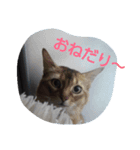 にゃんこはん（個別スタンプ：3）