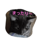 にゃんこはん（個別スタンプ：4）
