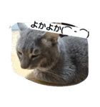 にゃんこはん（個別スタンプ：8）