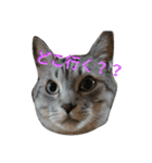 ネイトの日常1（個別スタンプ：2）