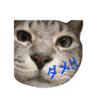 ネイトの日常1（個別スタンプ：7）