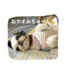 ちゅんちゃんだチューンその2＆family（個別スタンプ：1）