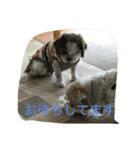 ちゅんちゃんだチューンその2＆family（個別スタンプ：2）