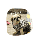 ちゅんちゃんだチューンその2＆family（個別スタンプ：3）