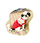 ちゅんちゃんだチューンその2＆family（個別スタンプ：20）