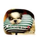ちゅんちゃんだチューンその2＆family（個別スタンプ：24）