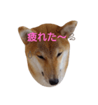 柴犬 やんちゃそらくん！（個別スタンプ：1）