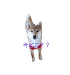柴犬 やんちゃそらくん！（個別スタンプ：2）