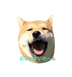 柴犬 やんちゃそらくん！（個別スタンプ：3）