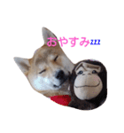 柴犬 やんちゃそらくん！（個別スタンプ：4）
