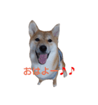 柴犬 やんちゃそらくん！（個別スタンプ：5）