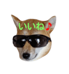 柴犬 やんちゃそらくん！（個別スタンプ：6）