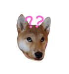 柴犬 やんちゃそらくん！（個別スタンプ：7）