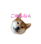 柴犬 やんちゃそらくん！（個別スタンプ：8）