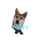 柴犬 やんちゃそらくん！（個別スタンプ：9）