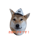柴犬 やんちゃそらくん！（個別スタンプ：10）