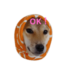 柴犬 やんちゃそらくん！（個別スタンプ：11）