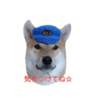 柴犬 やんちゃそらくん！（個別スタンプ：13）