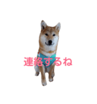 柴犬 やんちゃそらくん！（個別スタンプ：14）