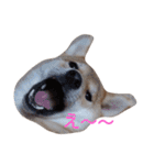 柴犬 やんちゃそらくん！（個別スタンプ：15）
