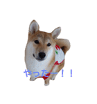 柴犬 やんちゃそらくん！（個別スタンプ：16）